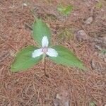 Trillium undulatum Lapas