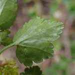 Ribes alpinum Folla