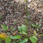 Hosta ventricosa 形態