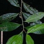 Erythroxylum macrophyllum List