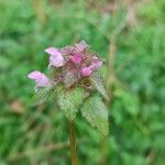 Lamium purpureumHoja