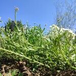 Lobularia maritimaFlower