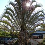 Dypsis decaryi Агульны выгляд