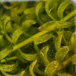Elodea densa 葉