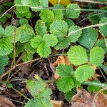 Potentilla sterilis Leaf