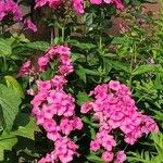 Phlox paniculata موطن