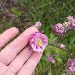 Aquilegia nigricansBlomma