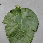 Crataegus douglasii Leaf