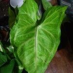 Syngonium podophyllumBlad