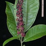 Miconia trinervia Other