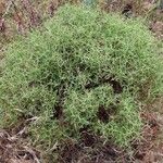 Sarcopoterium spinosum Libunga
