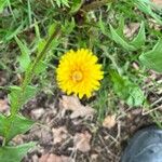 Taraxacum obliquilobum Квітка