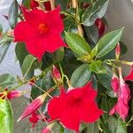 Mandevilla sanderi പുഷ്പം