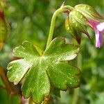 Geranium lucidumKvet