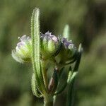 Valerianella eriocarpa 花