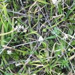 Lepidium nitidum Celota