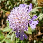Lomelosia cretica 花