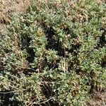 Acaena integerrima Habit