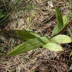 Epipactis helleborineFolha