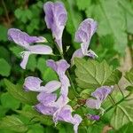 Plectranthus saccatus