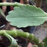 Kalanchoe densiflora Blatt