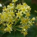 Cinnamomum tenuifolium Blüte