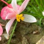 Begonia acutifolia