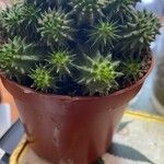 Euphorbia susannae Feuille