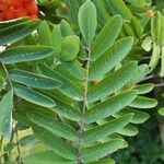 Sorbus aucupariaLeaf