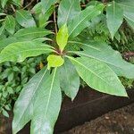 Fuchsia arborescens Lapas