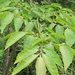 Diospyros virginiana Лист