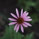 Echinacea tennesseensis Kvet