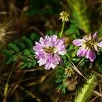 Securigera varia Flower