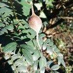 Sophora microphylla Fruto