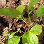 Pyrola elliptica Foglia