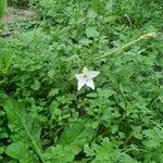 Nicotiana longiflora Кветка