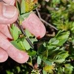 Salix caesia Flower