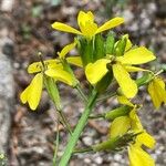 Coincya monensis Flower