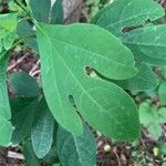 Sassafras albidum Leaf