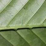 Psychotria marginata List