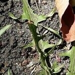 Crepis capillaris Leaf