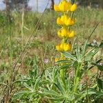 Lupinus luteus Blatt