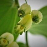 Polygonatum latifolium Flower