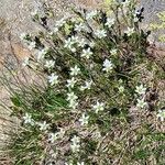 Minuartia recurva Flor