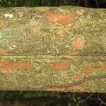 Pradosia ptychandra Bark