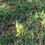 Polygala flavescens Flor