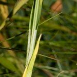 Carex vaginata Fruto