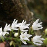 Podangis rhipsalisocia फूल