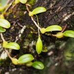 Bulbophyllum ngoyense Habit