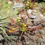 Drosera intermedia Lapas